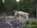 white_moose_alces_vit_alg_ipnaturfoto_se_va284