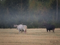 white_moose_elch_ipnaturfoto_va429