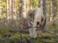 white_moose_spirit_moose_elch_vit_alg_ipnaturfoto_se_va296