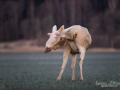 white_moose_vit_alg_elc_leucism_unik_ferdinand_hunting_ipnaturfoto_se_va468