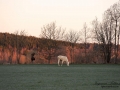 white_moose_vit_alg_leucism_vitalg_ipnaturfoto_se_va477