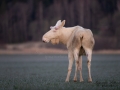 whitemoose_white_moose_vitalg_vit_alg_leucism_albino_unik_unicorn_ingemar_pettersson_va469