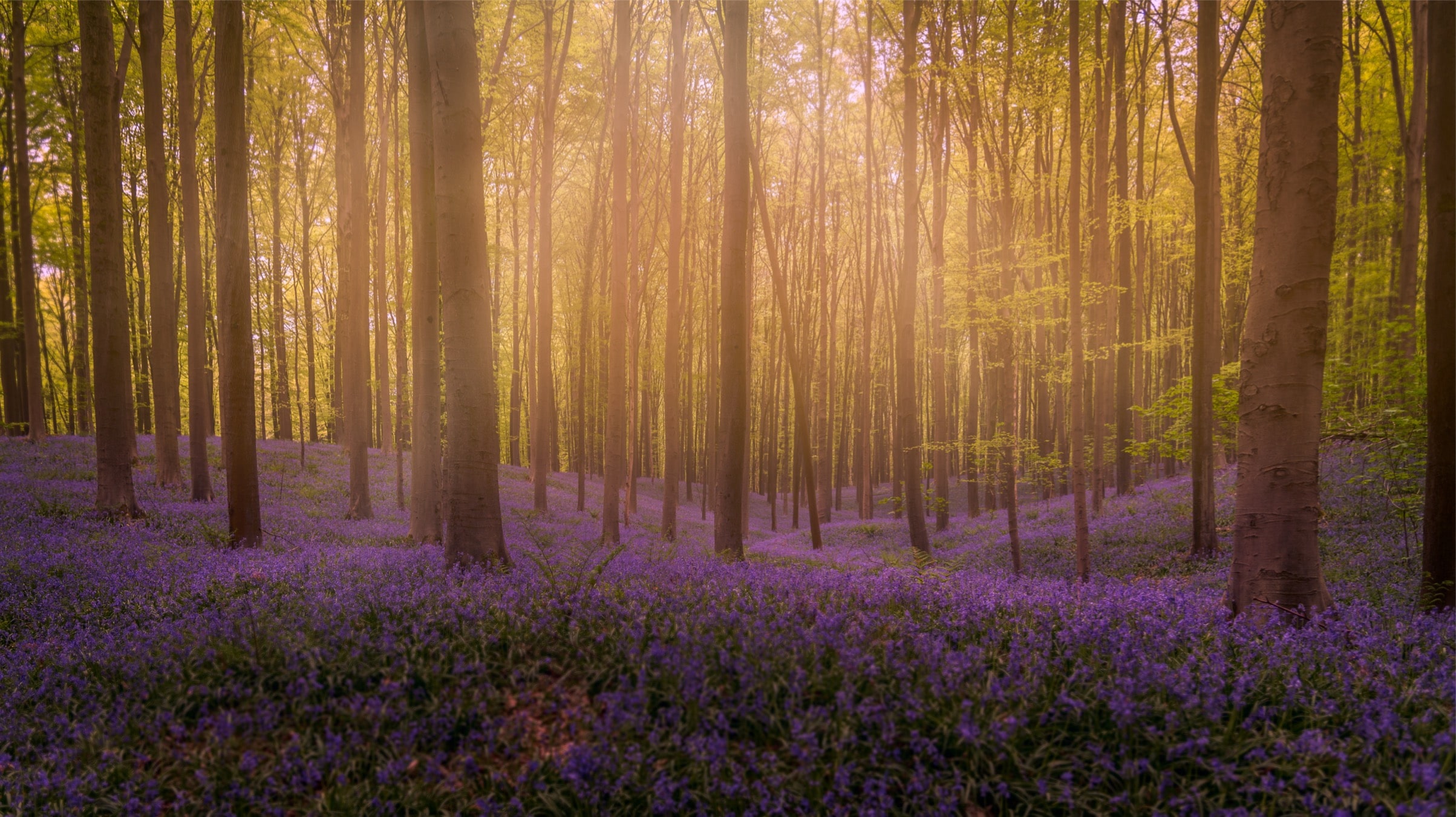 Tapis de fleurs au bois de Halle