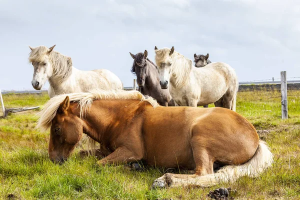 Bevaring av Islandshesten: Hvorfor det er viktig å bevare denne unike hesterasen