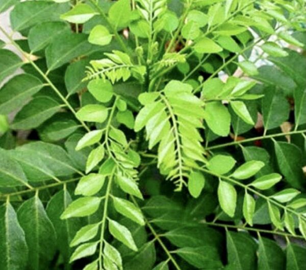 Curry leaves - Fresh