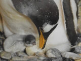 Acquario di Genova, nati tre pulcini di pinguino, le prime immagini
