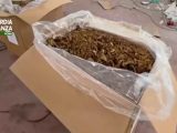 Roma, maxi sequestro di tabacco in un capannone Roma, maxi sequestro di tabacco in un capannone