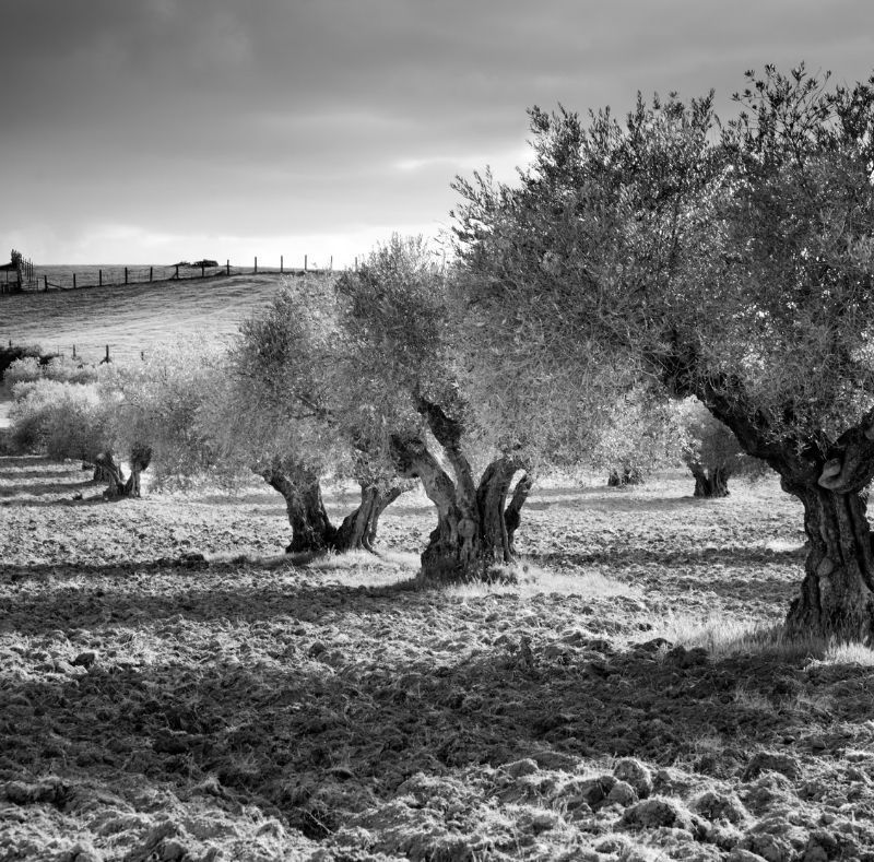 OLIVE TREES IN UMBRIA