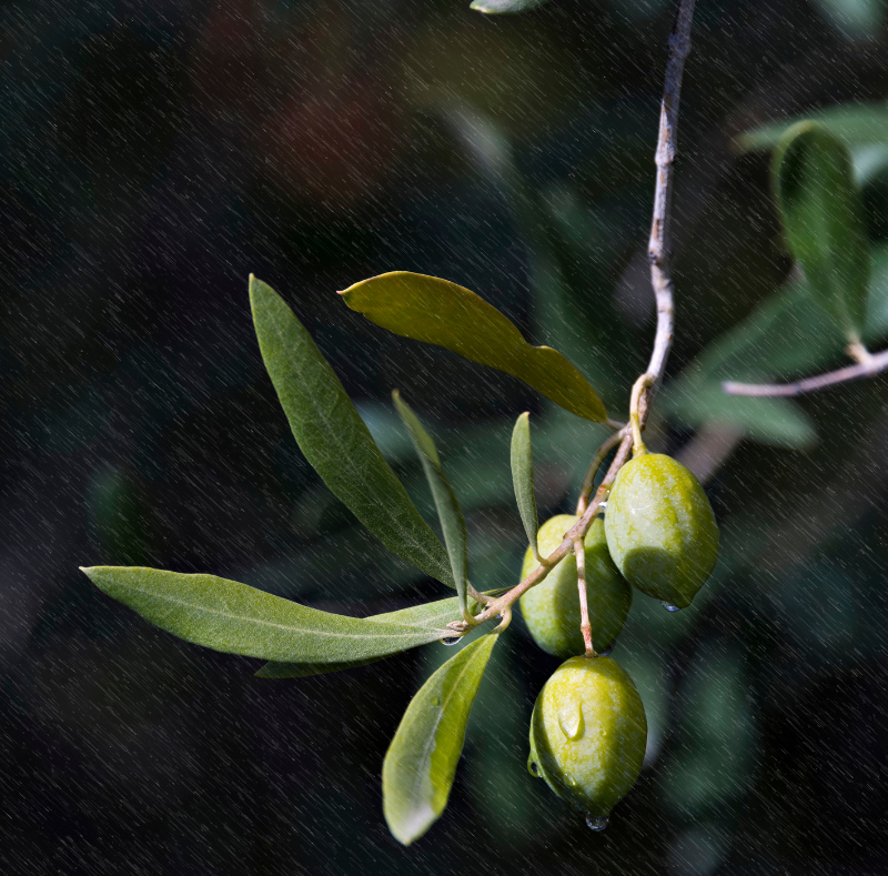 frantoio olive