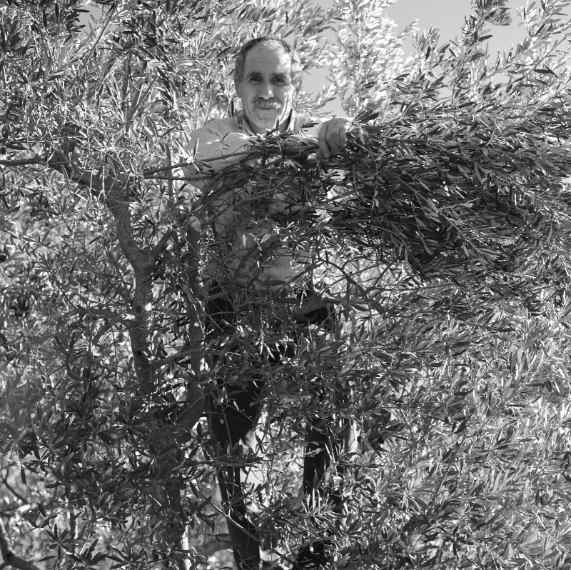 olive harvesting farmer