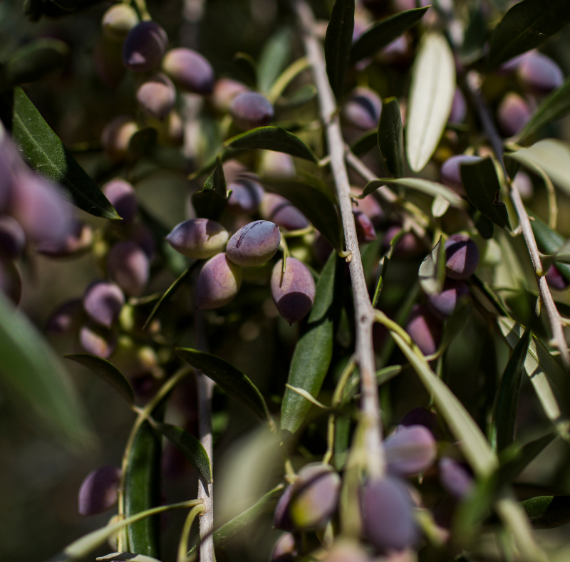 san felice olive