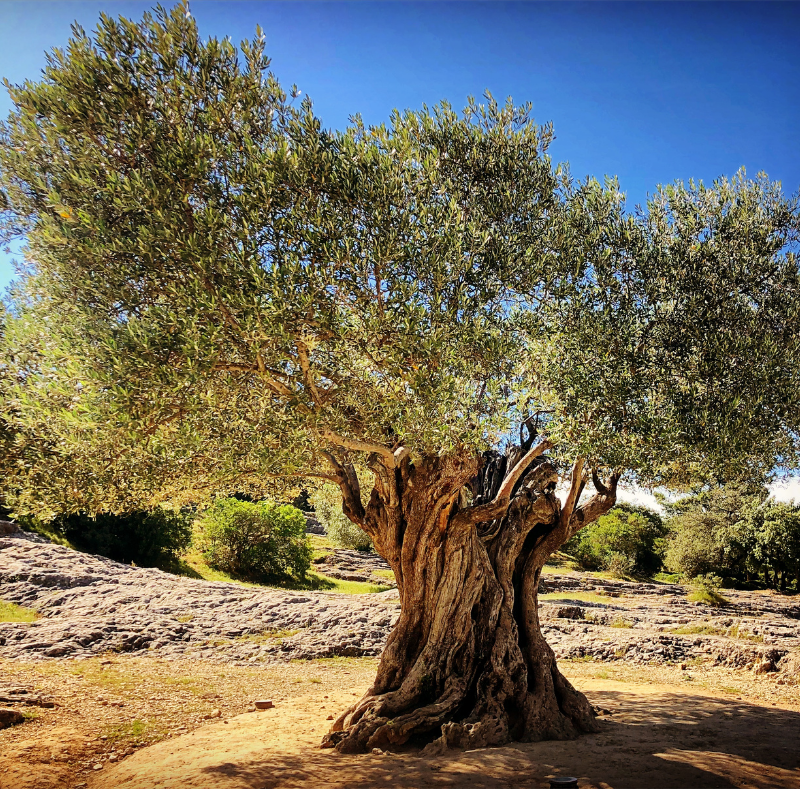 OLIVE OIL TREE