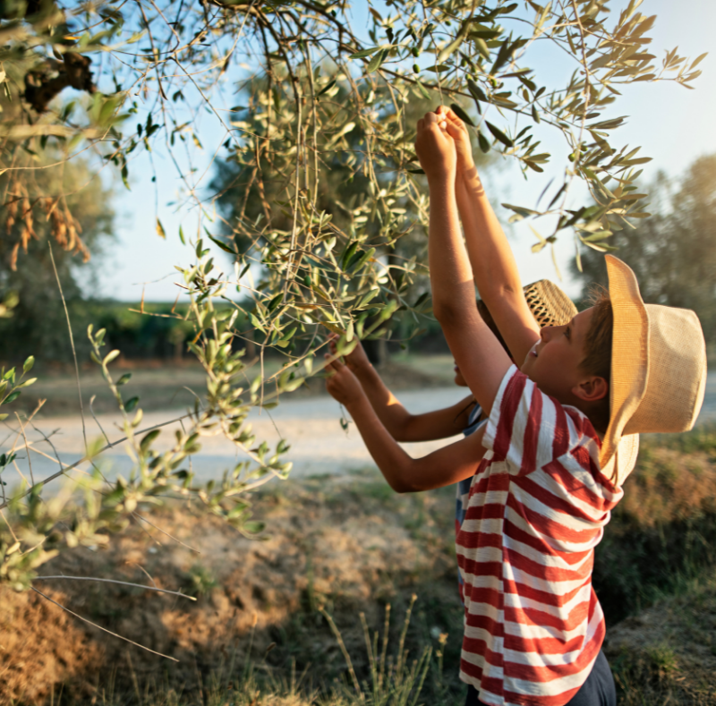 OLIVES HARVESTING 2021