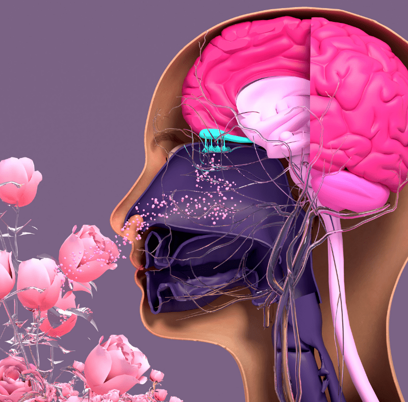 receptors of smell