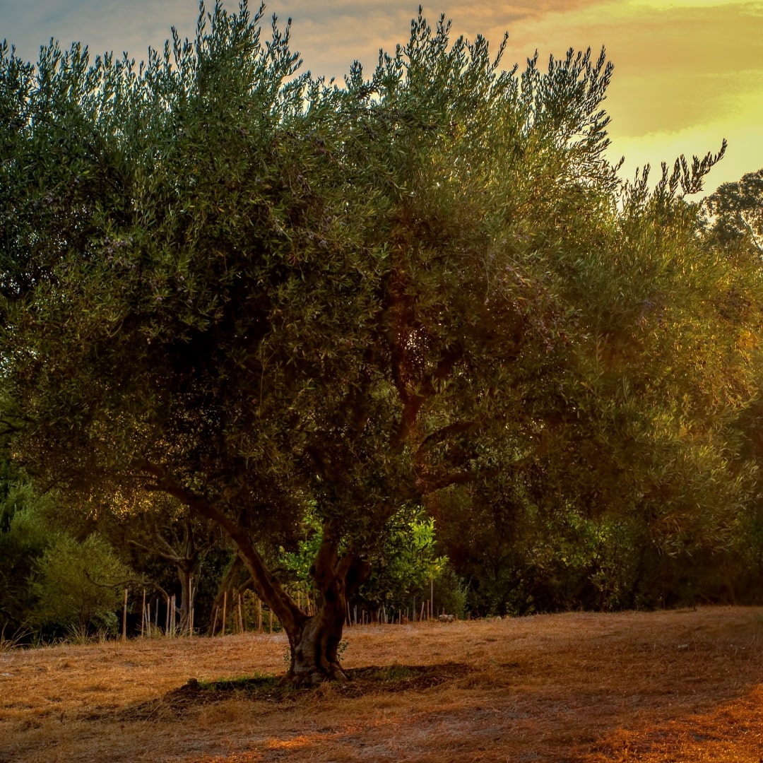 olive trees in umbria