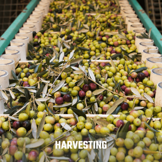 HARVESTING OLIVE OIL