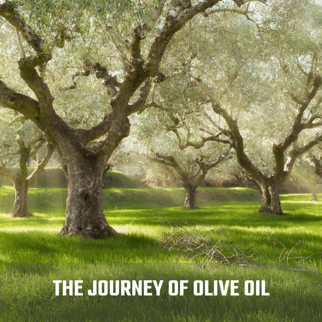 olive grove