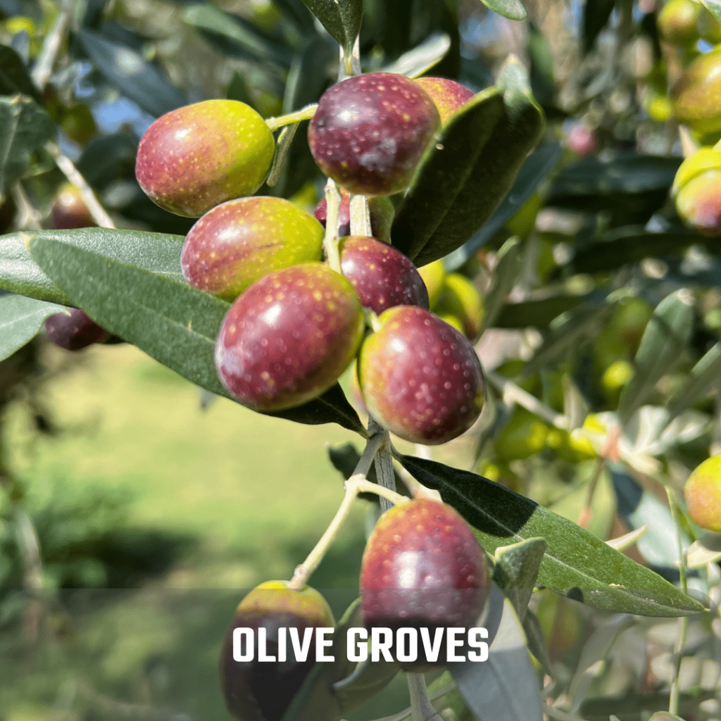 unripe olives