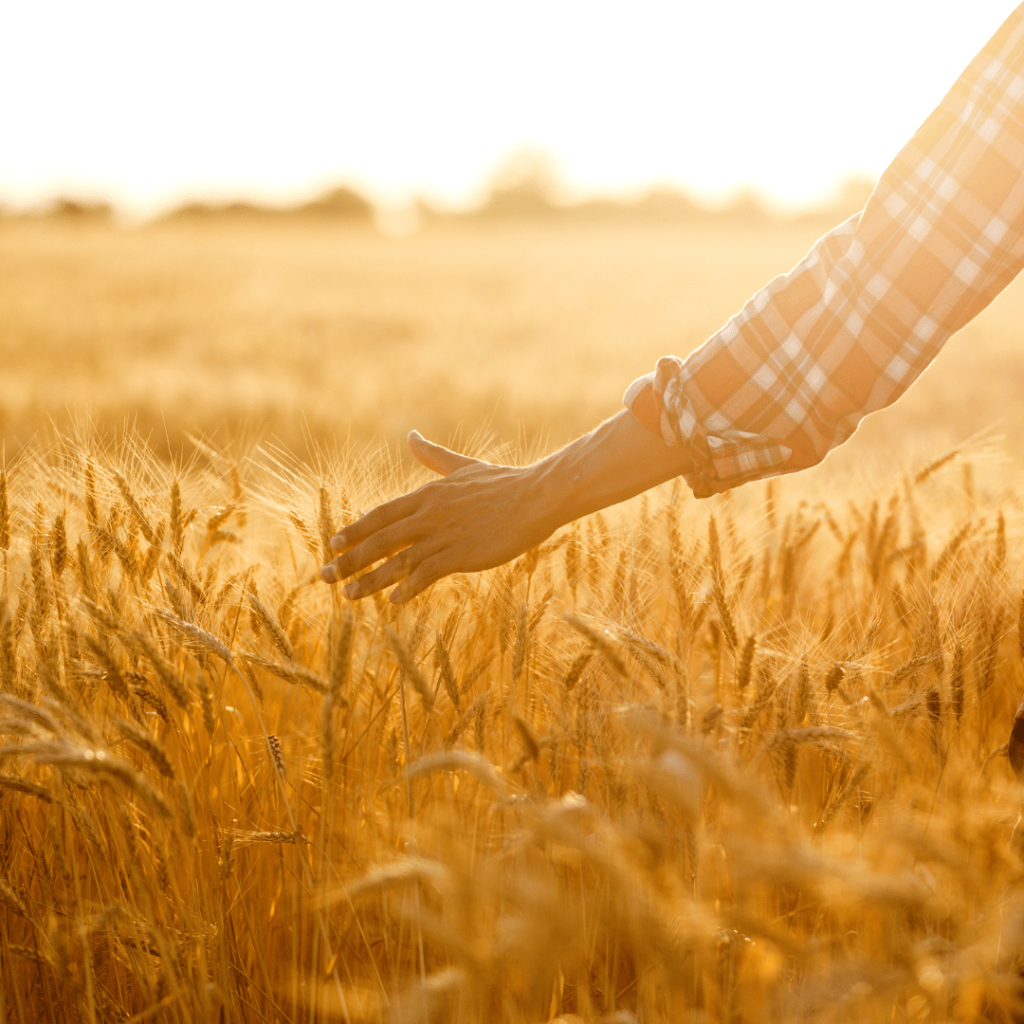 FIELD IN UMBRIA