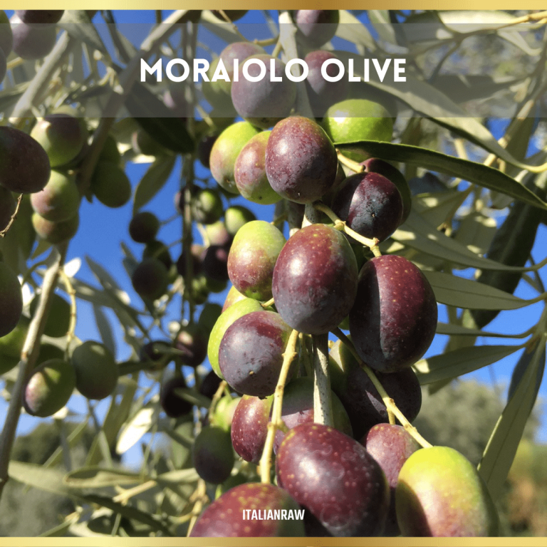 discover moraiolo olive