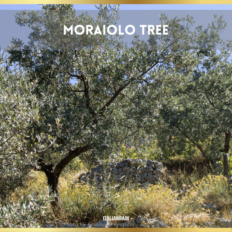 moraiolo olive tree