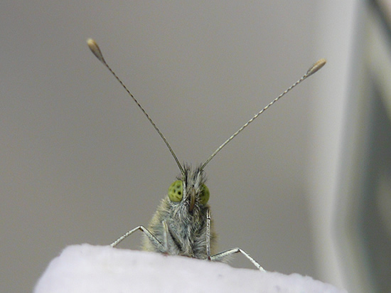 close-up of butterfly face-on, showing antennae