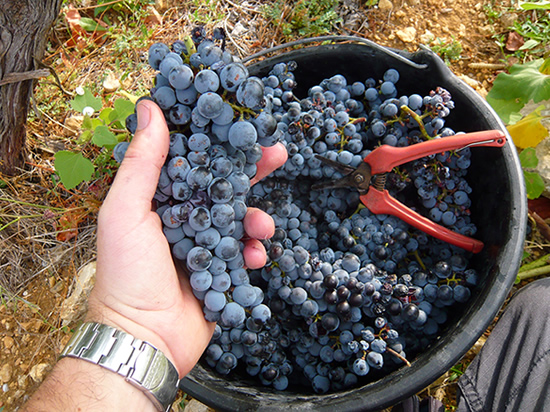 hand holding a bunch of mourvèdre grapes at a vendangee (grape harvest for wine makeing)