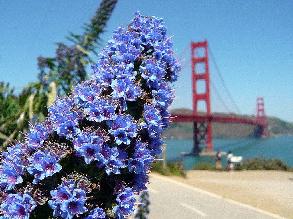 blue flowers (echium callithyrsum or Taginaste azul) in for ground, san francisco's golden gate bridge out of focus in back ground