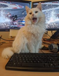 A picture of our cat Lily, sat on a desk in front of two computer screens. She looks like she's yelling.