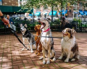 IWAM Puppy Lovers Interest Group-photo of a group of dogs in the park
