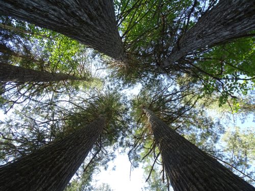 giant cedars