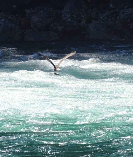 bird catching a fish