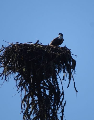 Bird of prey on the nest