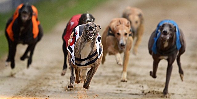 UK Dog Racing