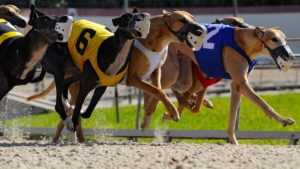 Greyhound Racing Betting Strategies