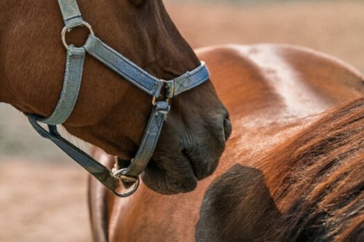 Horse racing in Japan