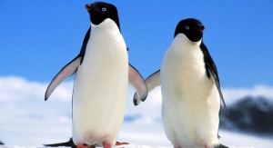 pingvinar