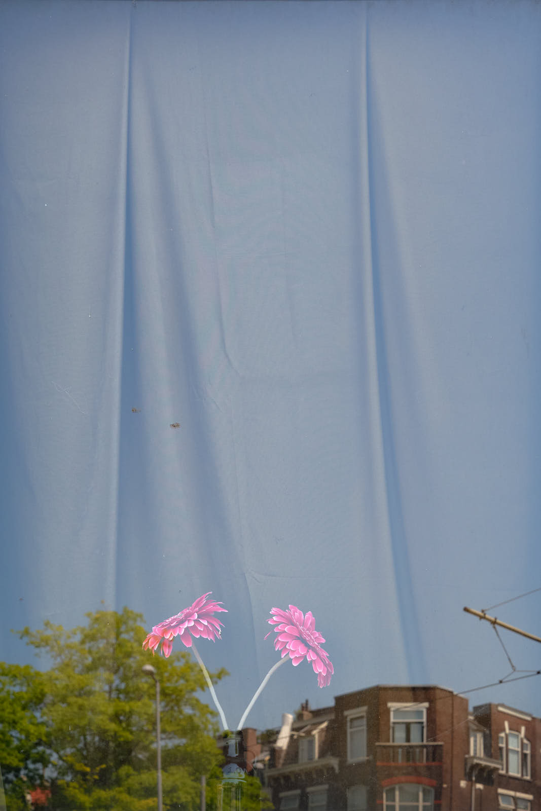 roof flowers