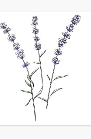 Lavander Vibes, fleur de lavande, création de design pour la saison de l'été, shop les produits sur Redbubble - Audrey Janvier 2024