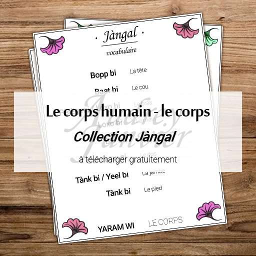 Vocabulaire du corps humain en wolof - collection Jàngal (ventre, jambe, bras)