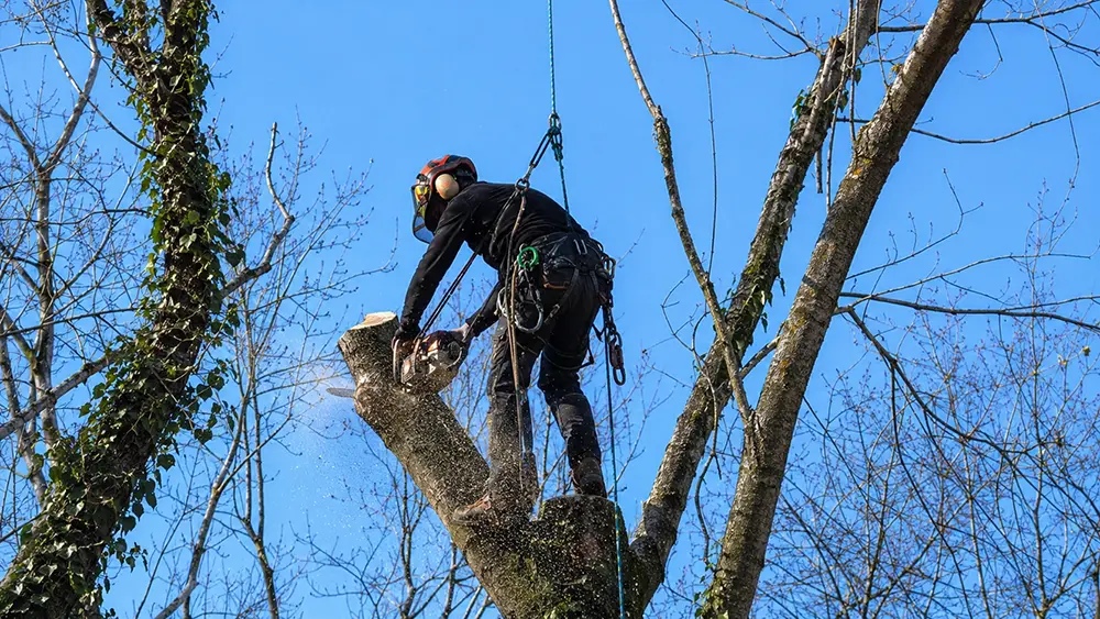 Abattage d’arbre en Brabant wallon, Éghezée, Gembloux et Namur