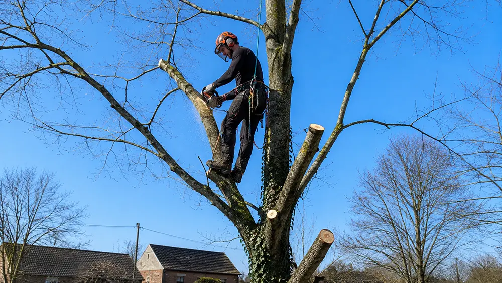 Élagage à Éghezée, Gembloux, Namur, La Bruyère et Brabant wallon