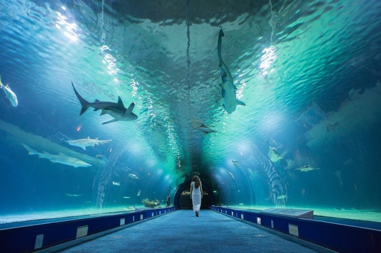 Oceanogràfic: Europe’s Largest Aquarium in Valencia