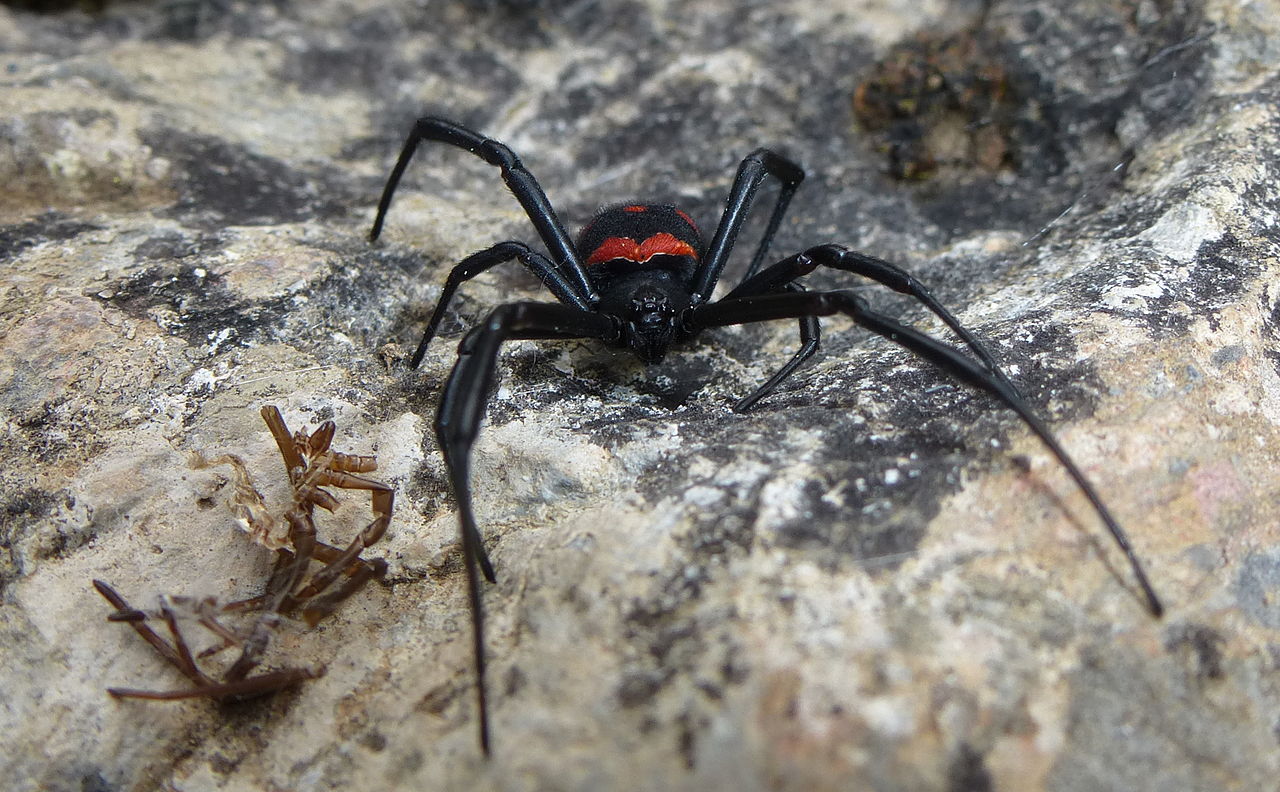 Dangerous spiders in Javea