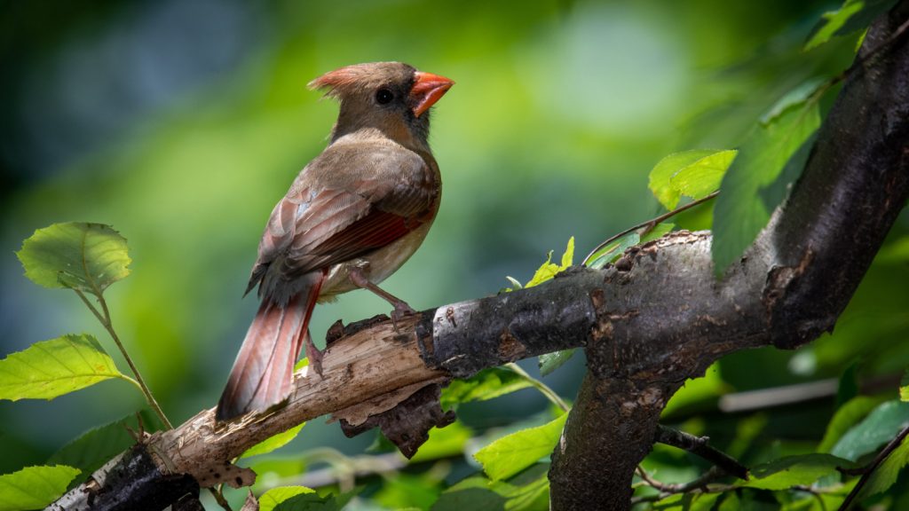 Birdlife 
