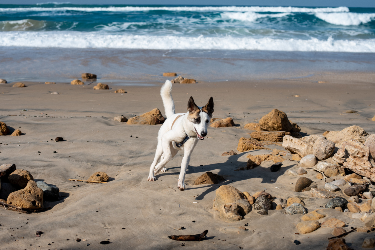 Dog-friendly Jávea