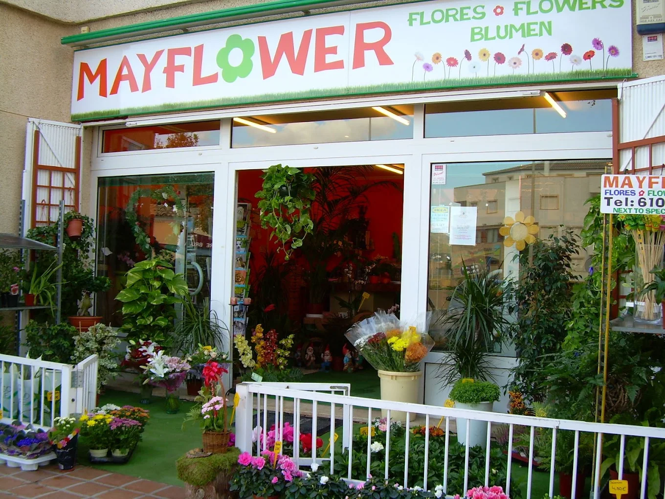Mayflower Flower