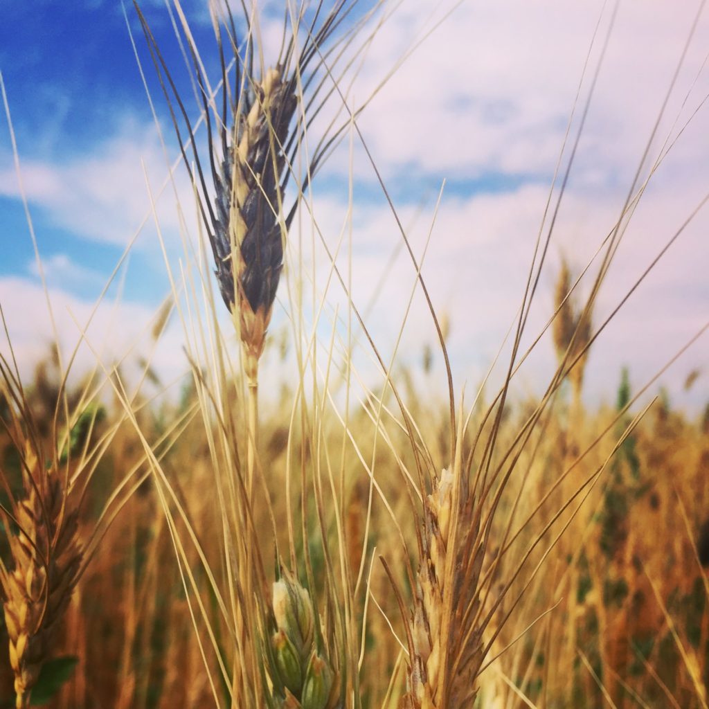 Blue Beard Durum growing in a field in Colorado. 