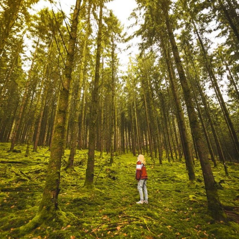 La Besace balade en forêt