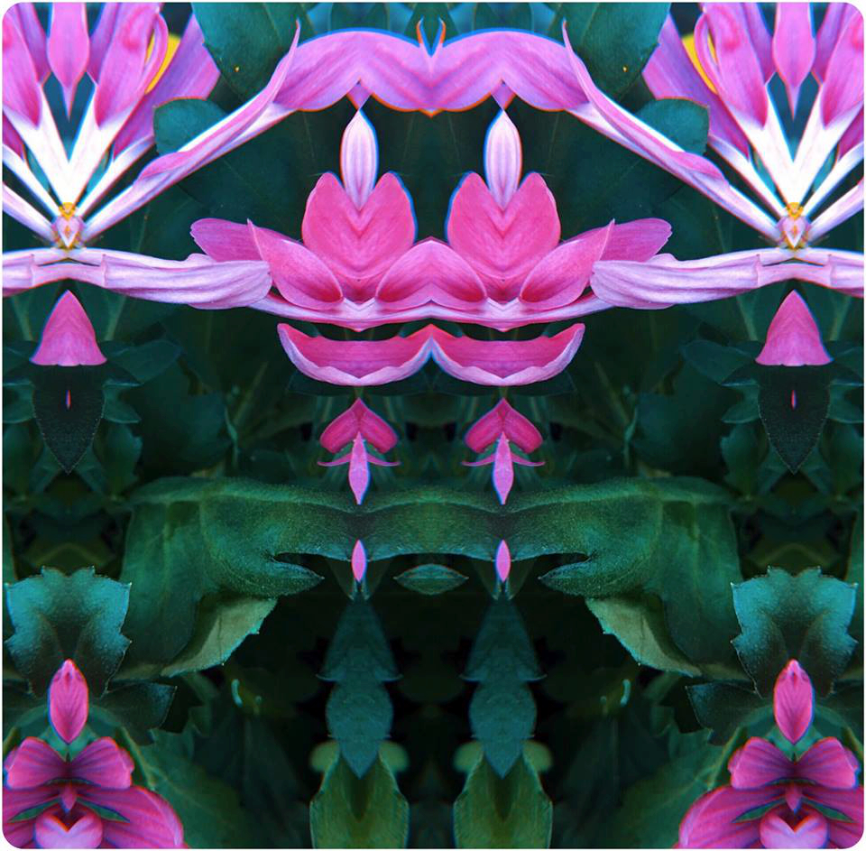Flowers 1 52898567 2366240370074907 4539473796976869376 n